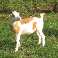 tttfarm.com