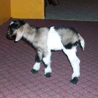 tttfarm.com