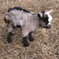 tttfarm.com