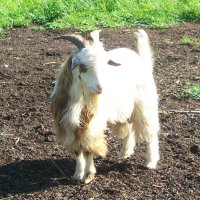 tttfarm.com