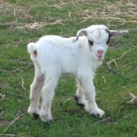 tttfarm.com