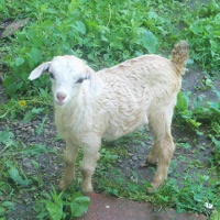 tttfarm.com