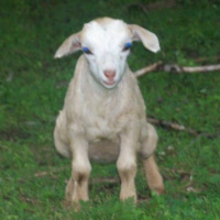 tttfarm.com
