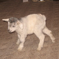 tttfarm.com