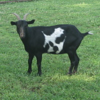 tttfarm.com