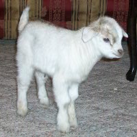 tttfarm.com