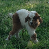 tttfarm.com