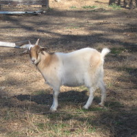 tttfarm.com