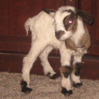 tttfarm.com