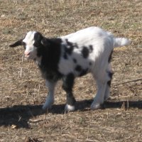 tttfarm.com