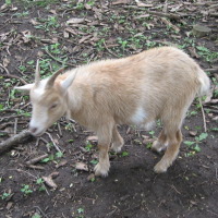 tttfarm.com