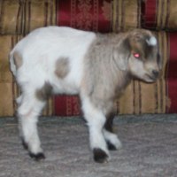 tttfarm.com