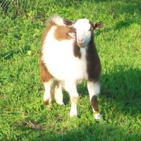 tttfarm.com