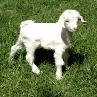 tttfarm.com