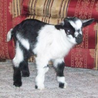 tttfarm.com