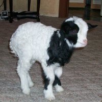 tttfarm.com