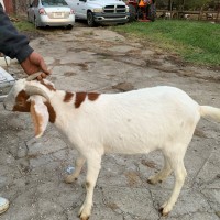 tttfarm.com