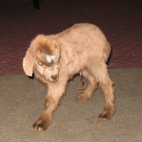 tttfarm.com