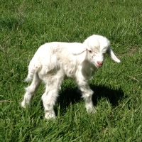 tttfarm.com