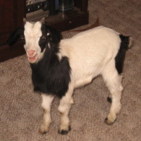 tttfarm.com