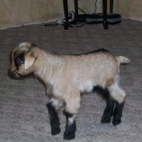 tttfarm.com