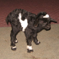 tttfarm.com