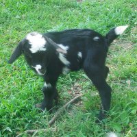 tttfarm.com