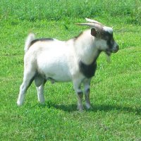 tttfarm.com
