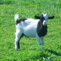 tttfarm.com