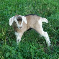 tttfarm.com