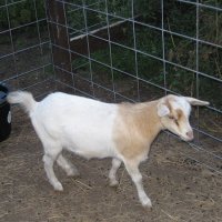 tttfarm.com