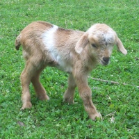 tttfarm.com