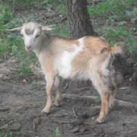 tttfarm.com