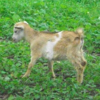 tttfarm.com