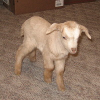 tttfarm.com