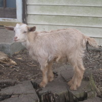 tttfarm.com