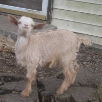 tttfarm.com