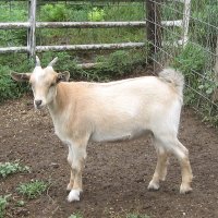 tttfarm.com
