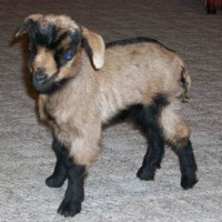 tttfarm.com