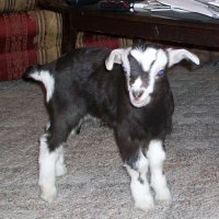 tttfarm.com
