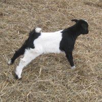 tttfarm.com
