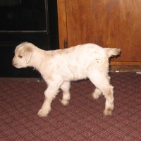 tttfarm.com