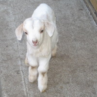 tttfarm.com