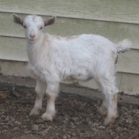 tttfarm.com