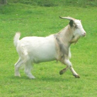 tttfarm.com