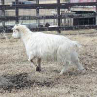tttfarm.com
